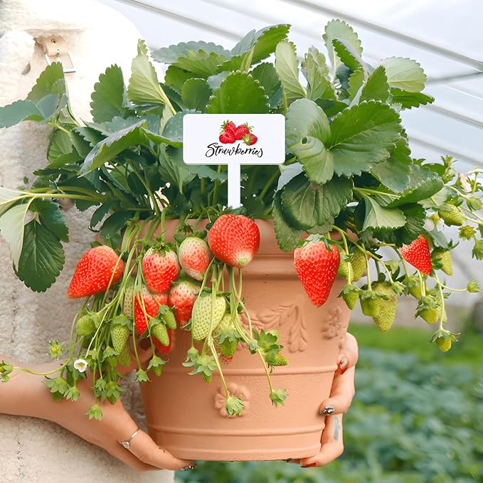 30 Pcs Acrylic Fruit Plant Labels for Outdoor Garden Waterproof Garden Markers for Plants, Fruit Seeds Name Tags for Planting 15 Styles T-Type Reusable Plant Labels for Nursery Decoration