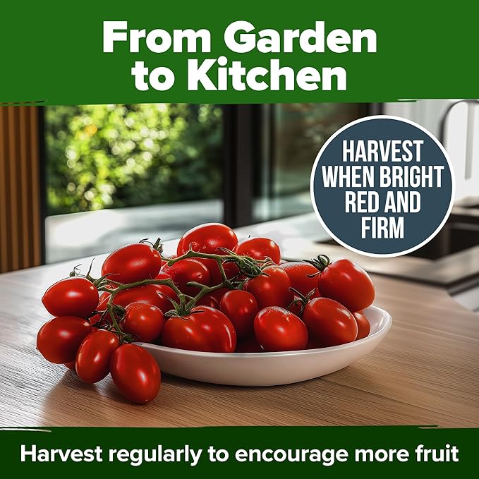HOME GROWN San Marzano Tomato Seeds – 66 Heirloom Seeds Non GMO – High Germination Tomatoes for Indoor & Outdoor Growing – Classic Paste Variety for Gardeners & Home Use