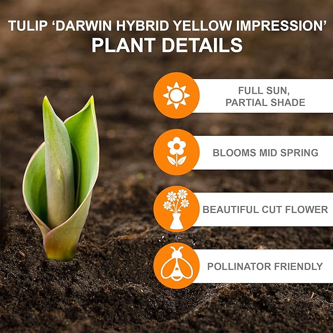 Garden State Bulb Darwin Hybrid Yellow Impression Tulip Flower Bulbs, 12/+ cm, Fall Planting (Bag of 50)