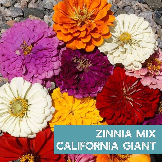 Zinnia Seeds for Planting Outdoors – 3,000 California Giant Mix Zinnia Seeds – 4 ft Tall Zinnia elegans Annuals – Bright Wildflower Blooms Attract Pollinators – Heirloom Garden Flower Seed Packet