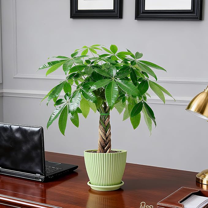 Sprout N Green Small Money Tree with 5 Lucky Braid, Live Plant with Green Stripe Pot, Decoration for Indoor Home Office Tabletop Windowsill Side Table, Housewarming Christmas Gift, 8-10" Tall