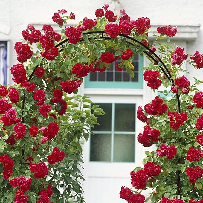 78" H x 45" W Metal Garden Arch Trellis, Wedding Arch,Adjustable Arbor Trellis for Garden Climbing Plants Support or Wedding Decor
