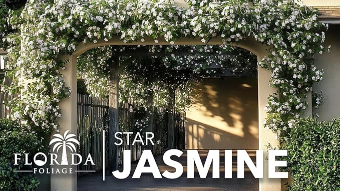 Jasmine Star Confederate I 2 Large Gallon Size Plants I Trachelospermum Jasminoides I Live Fragrant White Star-Shaped Flowers, Perfect for Trellises, Fences, and Arbors