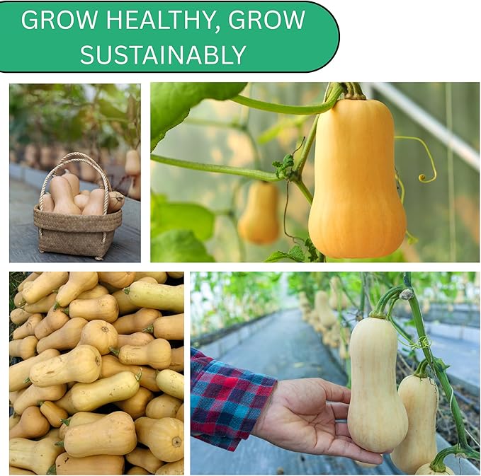 Woods Creek Seeds: Waltham Butternut Winter Squash Seeds for Planting - Over 75 Heirloom Non-GMO Butternut Squash Seeds for Planting Outdoors or Indoors - Beginner Friendly & High Yield Seed