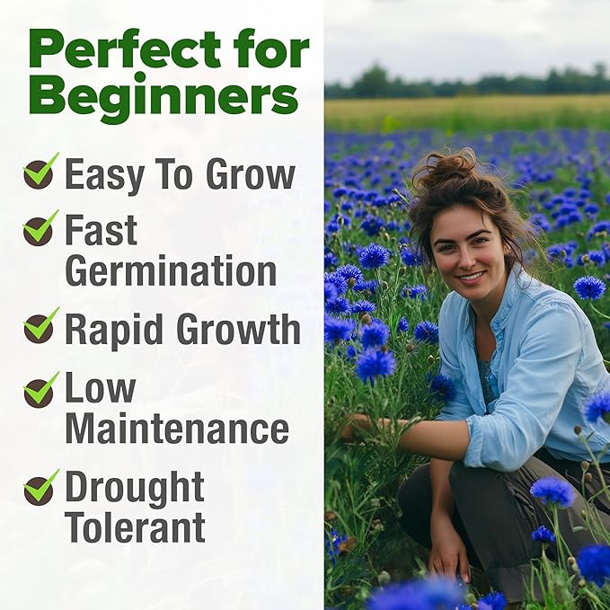 HOME GROWN Bachelor Button Seeds Tall Blue - 6000 Cornflower, Stunning Blue Blooms for Wildflower Gardens, Non-GMO Flowers & Pollinator-Friendly Spaces, Low Maintenance Flower Seeds (Centaurea cyanus)