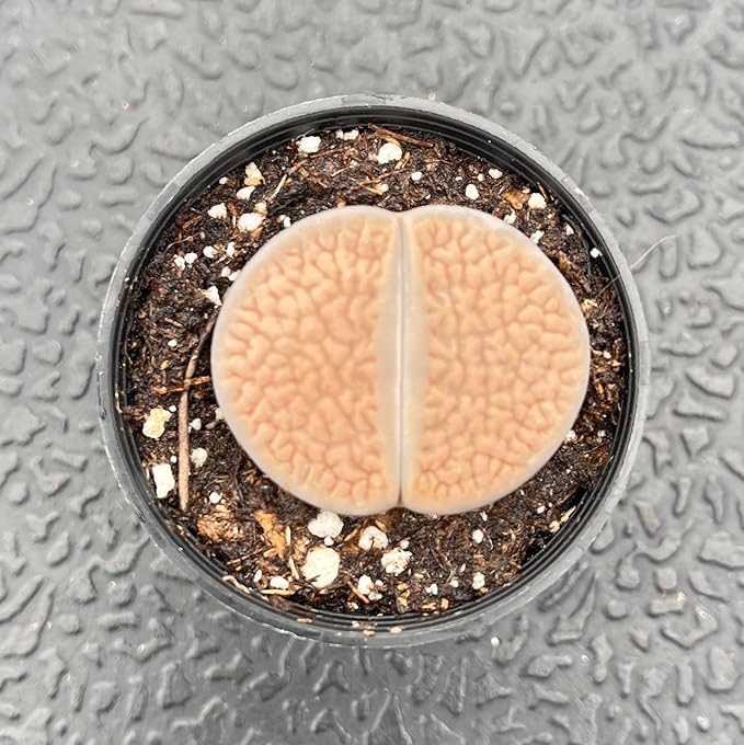 Sprout N Green 1-1.5in Lithops hookeri v. hookeri, 3 Years Old Rare Living Stone Plant Fully Rooted in Pot, Cute Potted Succulents House Pebble Plant, Great for Terrarium Arrangement, DIY Project