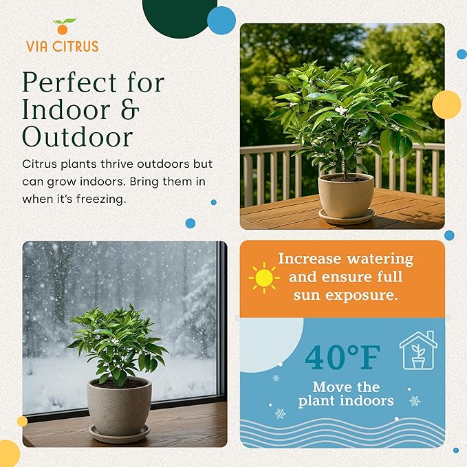 Red Lime Live Fruit Trees 8-12" Tall - Easy Indoor Plants Live Houseplants, No Shipping to CA, AZ,TX,LA - Outdoor Fruit Plants, Easy House Plant, Houseplant for Patio & Outdoor Planting by Via Citrus