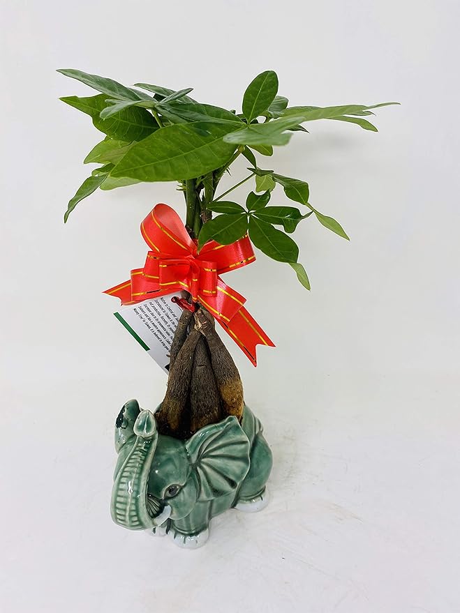 Money Tree Pachira Bonsai Fluffy Elephant Indoor/outdoor 4'' Pot Unique From Jmbamboo