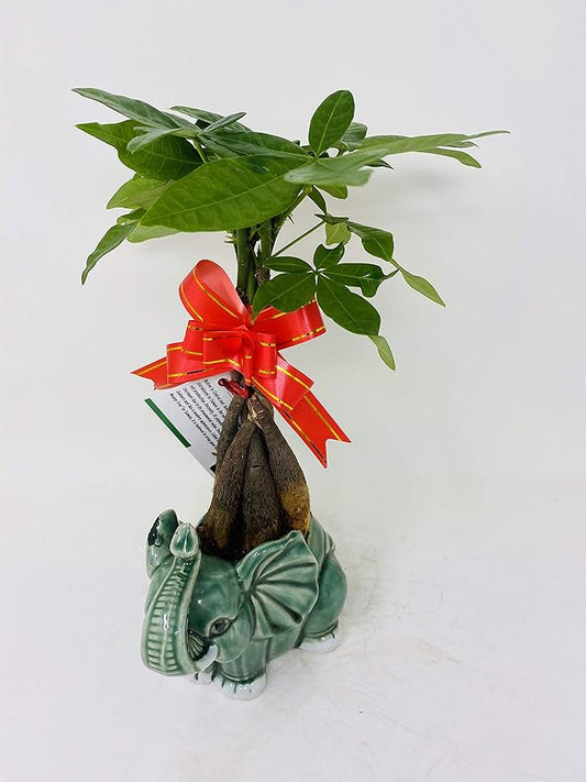 Money Tree Pachira Bonsai Fluffy Elephant Indoor/outdoor 4'' Pot Unique From Jmbamboo