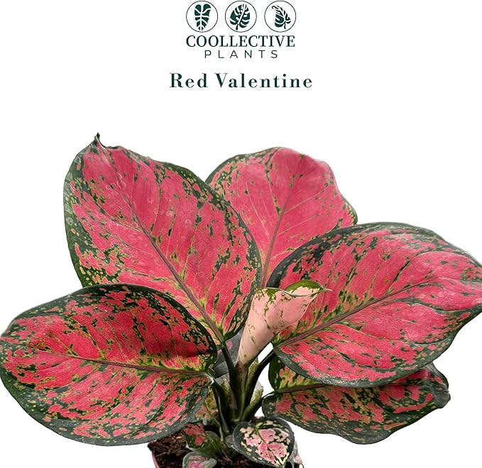 CoollectivePlants Aglaonema Red Valentine – Aglaonema Live Plant in 4″ Growers Pot - Chinese Evergreen Live Plant, Easy Live Indoor Plant with Bright Pink and Green Leaves