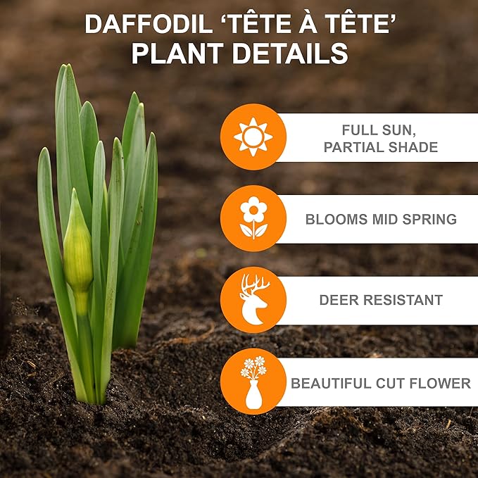 Garden State Bulb Narcissus Tete-a-Tete Daffodil Flower Bulbs, 12/14cm, Fall Planting (Bag of 100)