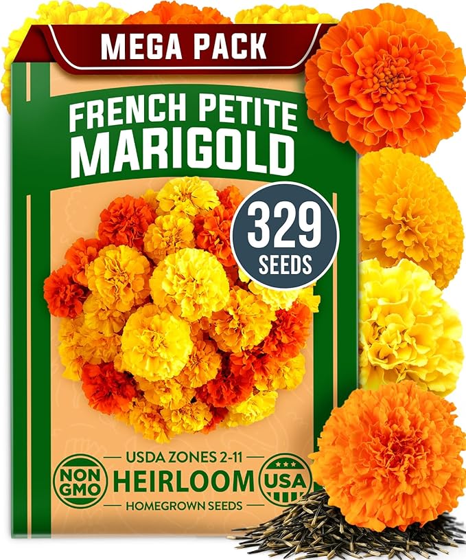 HOME GROWN Petite French Marigold Seeds 329+ Flower Seeds for Planting Outdoors Easy to Grow Companion Plant & Quick Blooming Pollinator Heirloom Wildflower Seed (Tagetes patula)