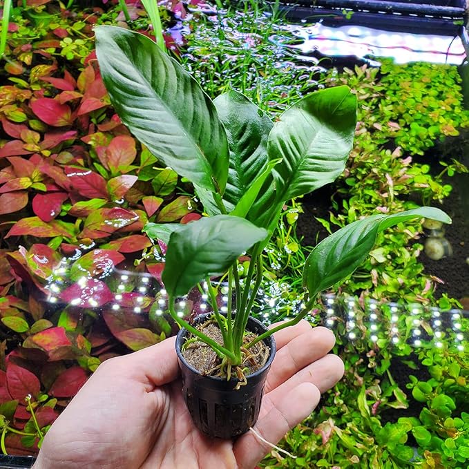 SubstrateSource Anubias Live Aquarium Plants - Potted Freshwater Plant for Fish Tanks, Terrariums - Beginner Friendly Low Light (Heterophylla, 1 Pot)