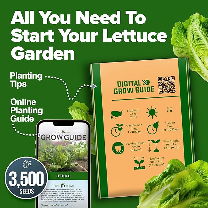 HOME GROWN Parris Island Romaine Lettuce 3,500+ High Germination Heirloom Lettuce for Planting Crisp Heads for Garden & Hydroponics, Indoor Outdoor (Lactuca Sativa)