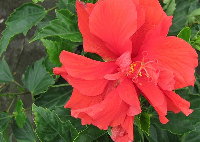 Live Braided Hibiscus Tree - Red Double Flower - Overall Height 38" to 44" - Tropical Plants of Florida (Plant Only)