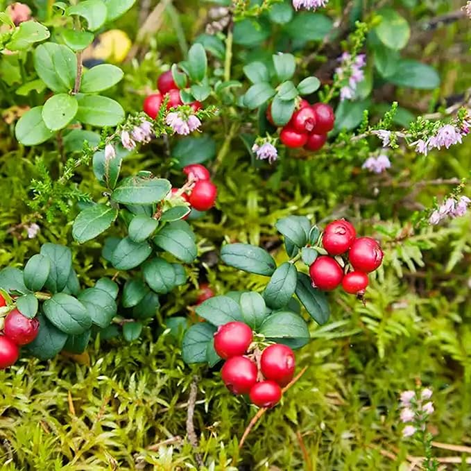 1500pcs Mixed Berry Seeds Kit for Planting (Strawberriy, Blueberry, Raspberry, Mulberry, Cranberry, Cherry Seeds Pack), Non-GMO Perennial Fruits Seeds, Home Garden Plants for Outdoors
