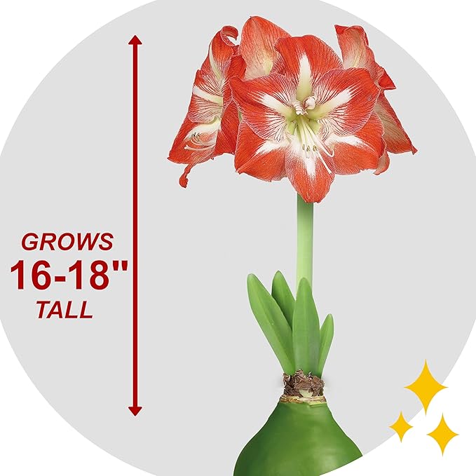 Garden State Bulb Waxed Amaryllis Flower Bulb, 30/32cm (Green)