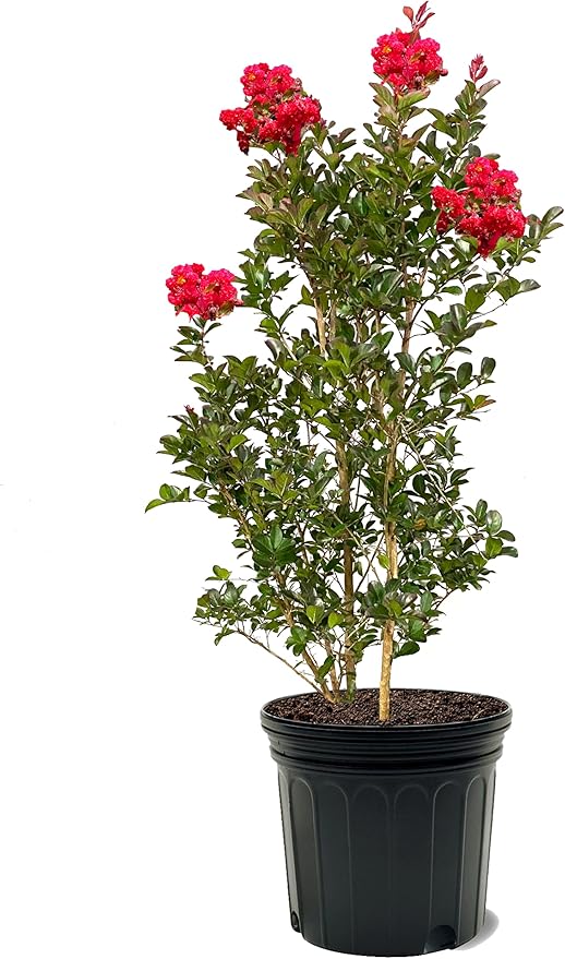 American Plant Exchange Ruffled Red Magic Crape Myrtle Tree Live, 7-Gallon Pot, 2-3ft Tall, Vibrant Red Flowers, Drought-Tolerant, Large Outdoor Landscape Accent, Year-Round Beauty