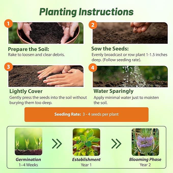 Outsidepride Teasel Seeds - 2000 Pcs. Biennal, Low Maintenance & Drought Tolerant, Flower Seeds for Planting Tall, Comb-Like Lilac Blooms for Cut Flower Arrangements & Pollinator Gardens