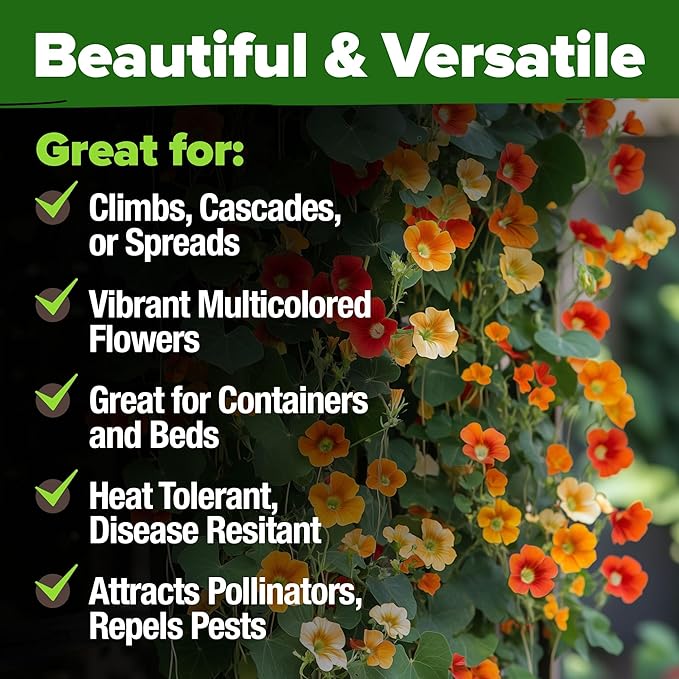HOME GROWN Nasturtium Seeds Dwarf Tall Trailing Mix – 250+ Edible Flower Seeds for Planting Outdoors – Fast Germination, Low-Maintenance Climbing & Trailing Nasturtium (Tropaeolum majus)
