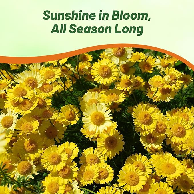 Outsidepride Yellow Marguerite Daisy Seeds - 5000 Pcs. Perennial Drought-Tolerant & Pollinator-Friendly, Flower Seeds for Planting Vibrant Blooms for Gardens, Borders & Cut Flowers