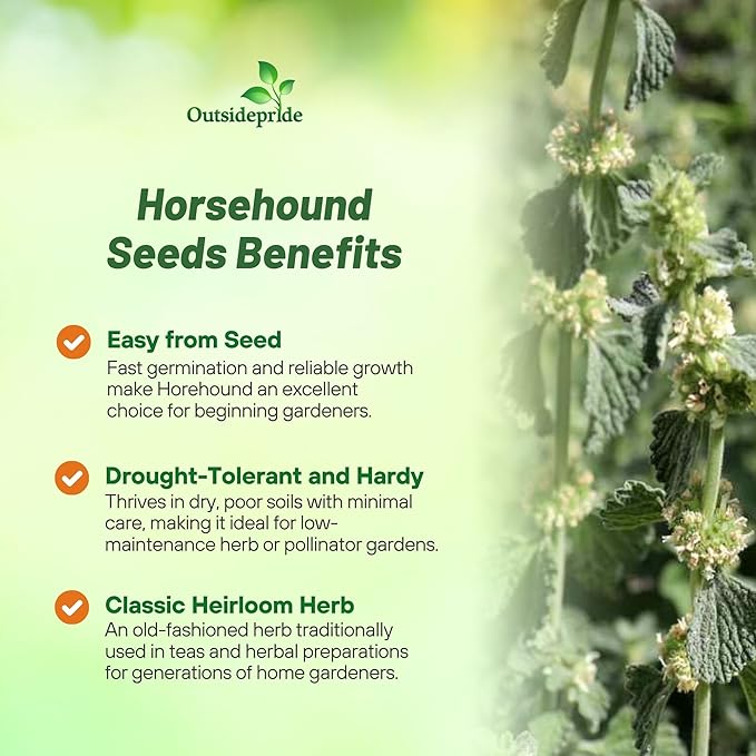 Outsidepride - Horehound Seeds - 5000 Pcs. Perennial, Compact, Easy to Grow & Pollinator Friendly, Herb Seeds for Planting Toothed, Wooly Gray-Green Foliage for Versatile & Culinary Uses