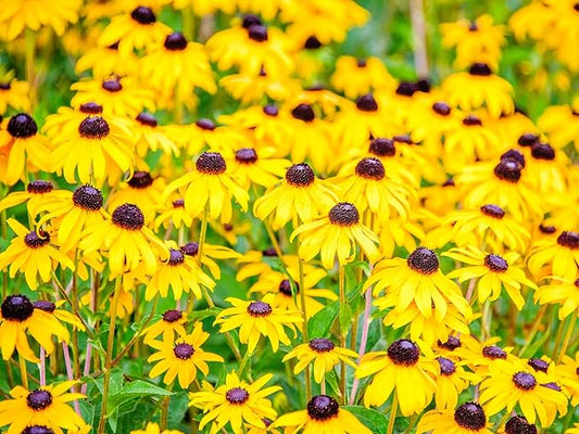 Greenwood Nursery: Live Perennial Plants - Black-Eyed Susan + Rudbeckia Fulgida 'Goldsturm' - [Qty: 10x Pint Pots] - (Click for Other Available Plants/Quantities)