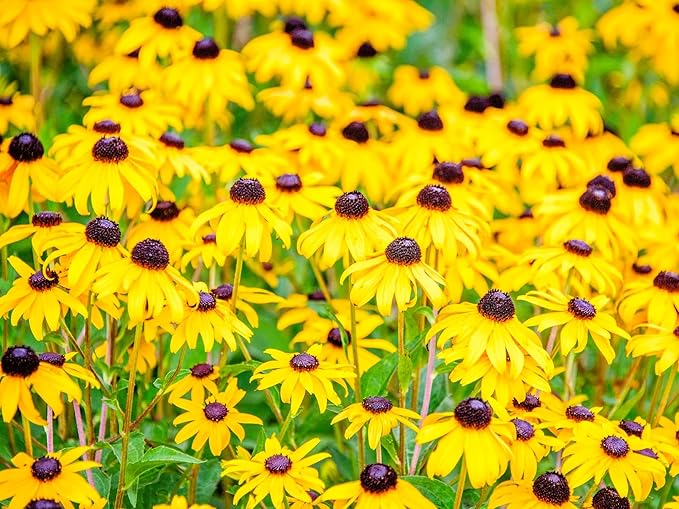Greenwood Nursery: Live Perennial Plants - Black-Eyed Susan + Rudbeckia Fulgida 'Goldsturm' - [Qty: 3X Pint Pots] - (Click for Other Available Plants/Quantities)