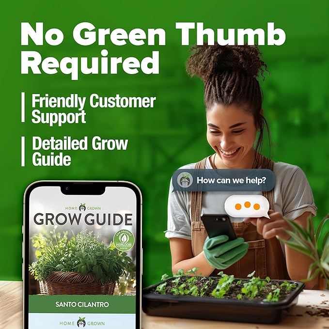 HOME GROWN 500+ Cilantro Seeds (Fast Growing) Heirloom Coriander Seeds for Planting Indoors & Outdoors – Santo Cilantro Herb for Kitchen Garden, High Germination