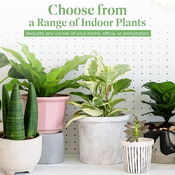 American Plant Exchange Cast Iron Plant – Live 6-Inch Potted Evergreen, Low-Maintenance Hardy Houseplant, Drought-Tolerant & Low-Light Indoor Plant for Home, Office & Shade Gardens