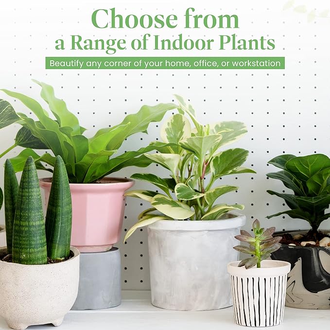 American Plant Exchange Cast Iron Plant – Live 10-Inch Potted Evergreen, Hardy Low-Light Houseplant, Drought-Tolerant & Easy-Care Foliage Plant for Home, Office & Shade Gardens