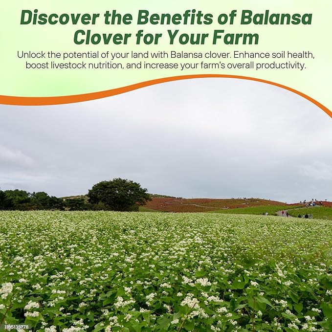 Outsidepride Fixation Balansa Clover Seeds for Lawn - 5 lbs. Coated & Inoculated, Cold Season, Drought Tolerant Cover Crop Seeds, Ideal for Erosion Control, Pasture, & Pollinator-Friendly Garden