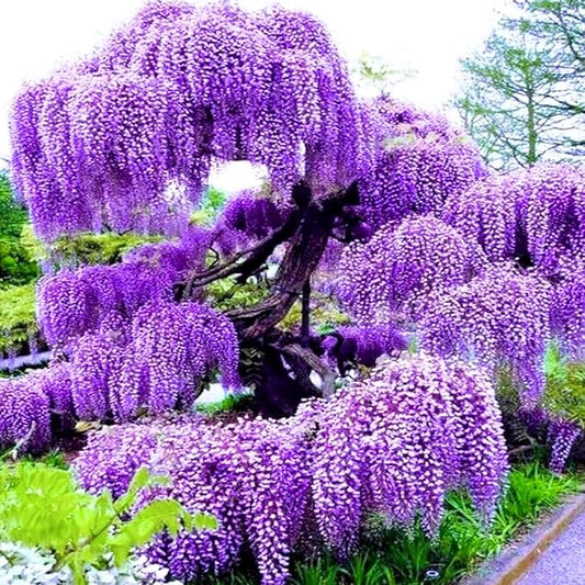 2 Purple Wisteria Trees Live Plants for Planting 6 to 12 Inch Tall, Purple Wisteria Plant Live to Grow, Wisteria Vine Live Plant for Planting, Fragrant Wisteria Flowers, in Pots