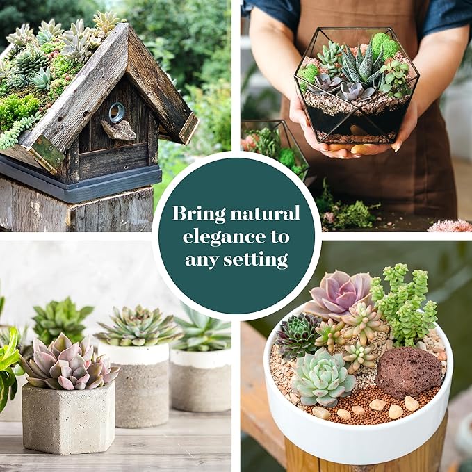 Shop Succulents Unique Succulent Plant Pack Collection - Live Mini Succulent Plants, Low Maintenance, Exceptional Colors & Textures - Wedding and Party Favors, Gift & Garden, Pack of 5