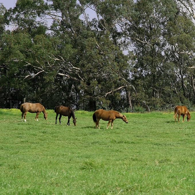 Outsidepride All-Purpose Pasture Seed Mix - 25 lb. Perennial, Drought-Tolerant & Fast-Growing, Pasture Seeds for Planting Abundant Forage Grass & Clover, Great for Grazing Livestock & Hay Production
