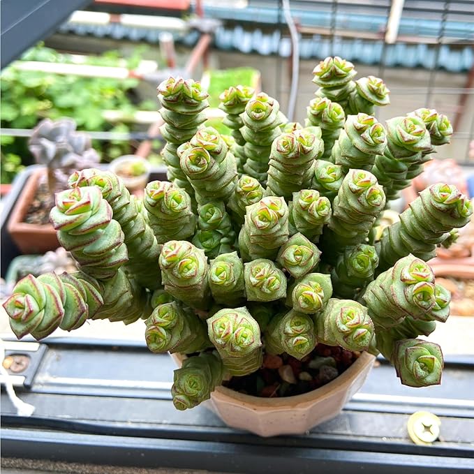 4" String of Buttons in White Stripe Pot, Live Crassula 'Baby's Necklace' Trailing Succulent, Rare House Plant for Home Office Wedding Hanging Decoration, DIY Projects, Party Favor