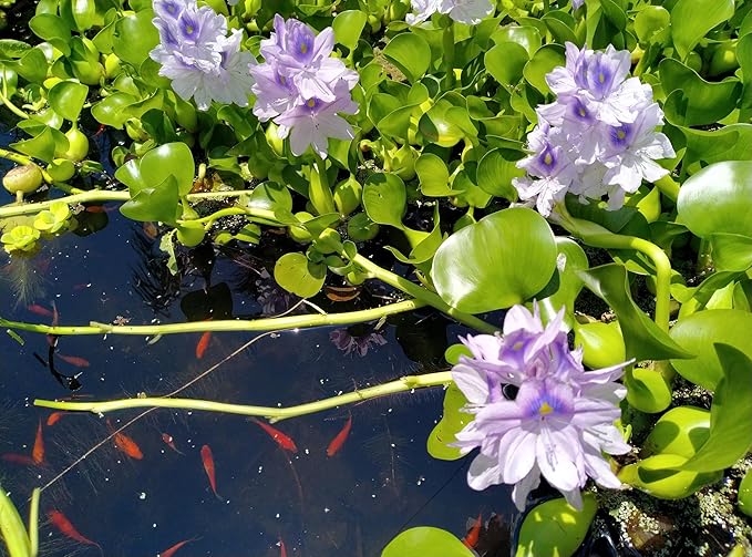 5 Live Water Hyacinth Plants, Purple Flowers, Floating Aquatic Plants for Ponds and Water Gardens
