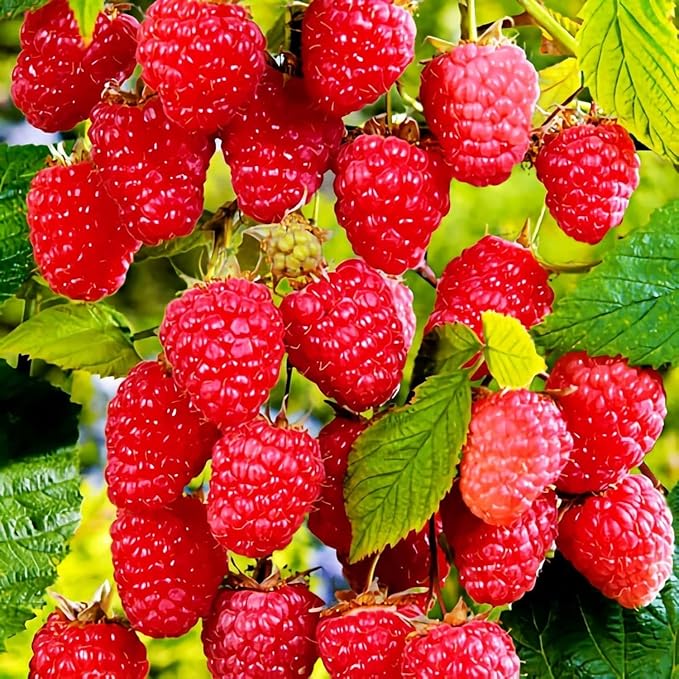 Mixed Strawberry Seeds for Planting, 500 Seeds with Red and White Strawberries and Raspberry Varieties for Home Gardens