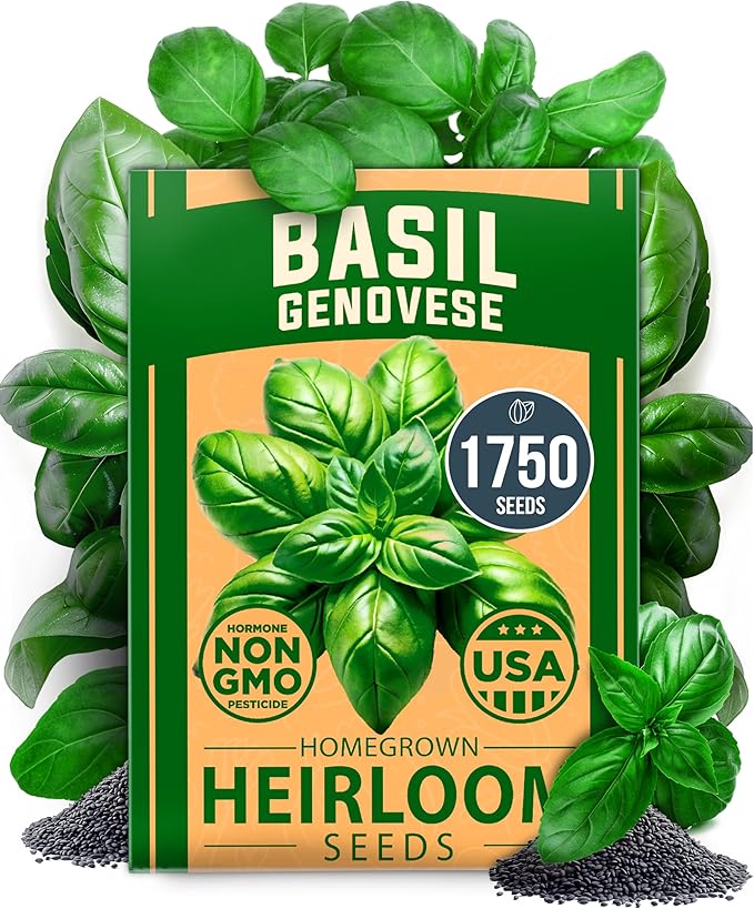 HOME GROWN Genovese Basil Seeds Pack 1,750+ High Germination Heirloom Seeds (Ocimum basilicum) Herb Seeds for Planting Indoor & Outdoor Gardening, for Culinary Use