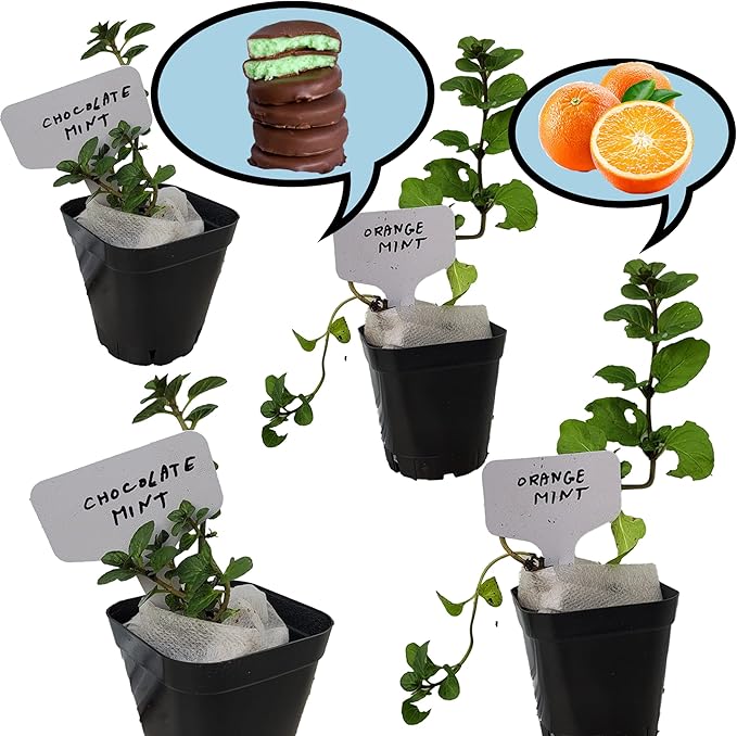 2 Chocolate+2 Orange Mint Plants. Live, Fragrant, Fresh, Edible. Easy Grow. Indoor/Outdoor. (2 Choc+ 2 Orange Mint Cups)