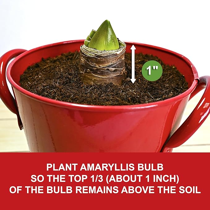Garden State Bulb Galaxy Nymph Double Amaryllis Bulb Gift Kit, 26/28cm (Red Planter)