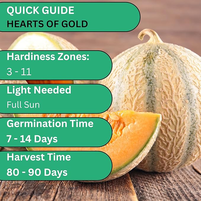 Woods Creek Seeds: Hearts of Gold Cantaloupe Melon Seeds for Planting - Over 90 Heirloom Non-GMO Cantaloupe Seeds for Planting - Beginner Friendly Fruit Seeds for Home Gardening