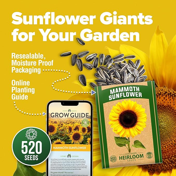 HOME GROWN Sunflower Seeds to Plant | 520+ Giant Mammoth Sunflower Seeds for Planting Bulk Packet | Heirloom, High Germination, Easy to Grow Jumbo Sun Flower for Home Garden(Helianthus annuus)
