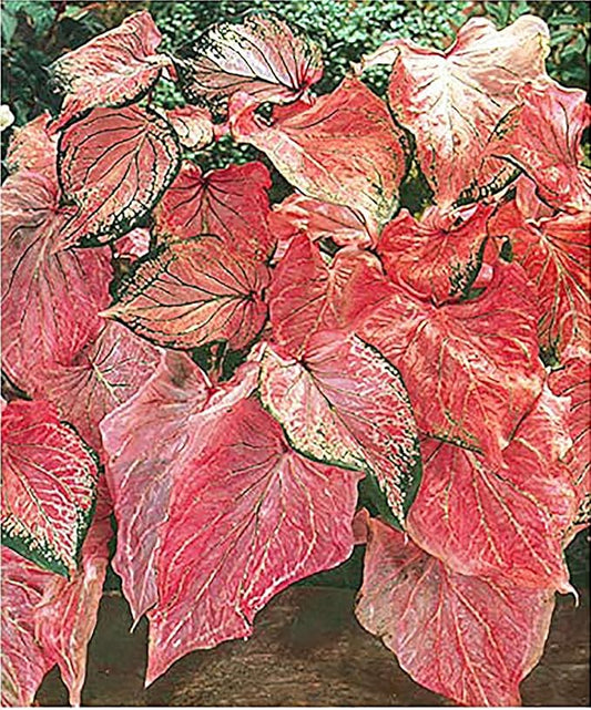 Pink Symphony Caladium Bulbs - Large Size Root - Stunning Pink and Green Foliage - Hardy in Zones 9-11 - Ideal for Gardens and Containers