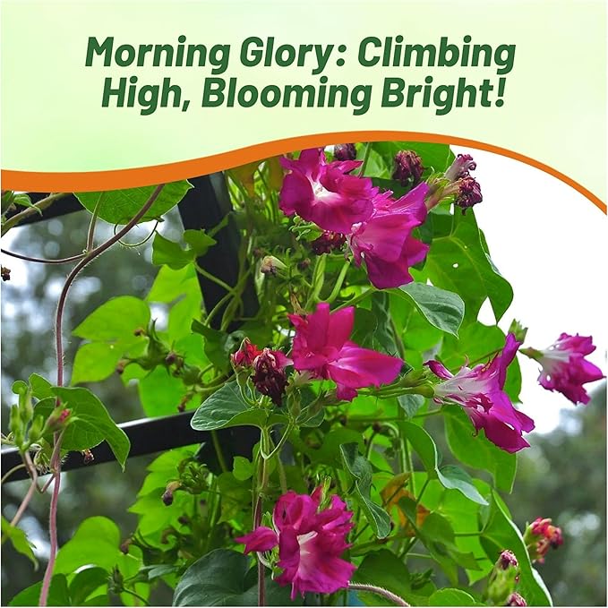Outsidepride Sunrise Serenade Morning Glory Seeds - 100 Pcs. Annual, Climbing & Vining Flower Seeds for Planting Cerise & Purple Blooms, Ideal for Gardens, Trellises & Vertical Landscapes