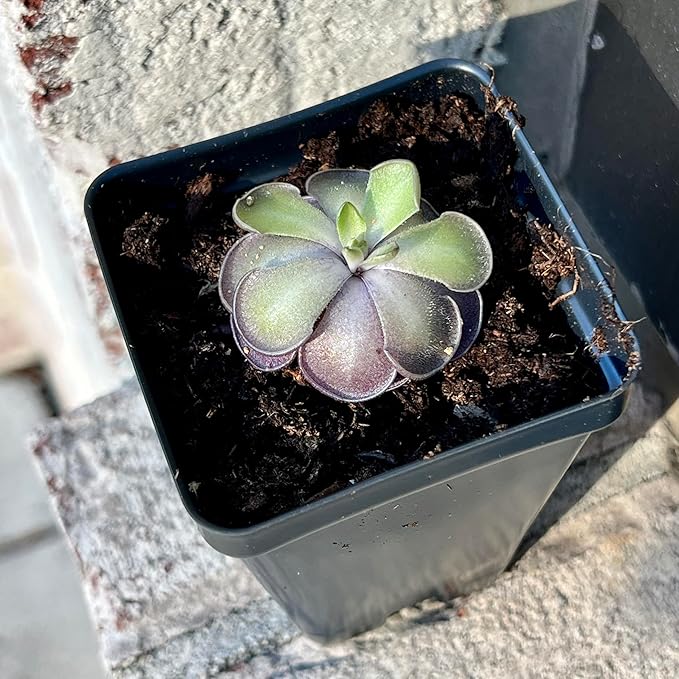 Live Pinguicula cyclosecta – Rare Violet-Toned Mexican Butterwort, Rosette-Forming Carnivorous Plant, Easy to Grow