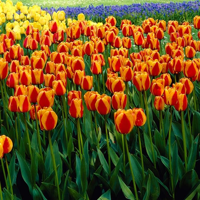 Garden State Bulb Darwin Hybrid Apeldoorn's Elite Tulip Flower Bulbs, 12/+ cm, Fall Planting (Bag of 25)