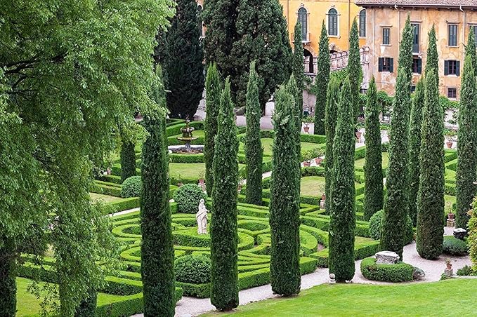 Florida Foliage Italian Cypress Tree | 10 Live Seedlings Cupressus Sempervirens Formal Elegant Mediterranean Style Plants, Green