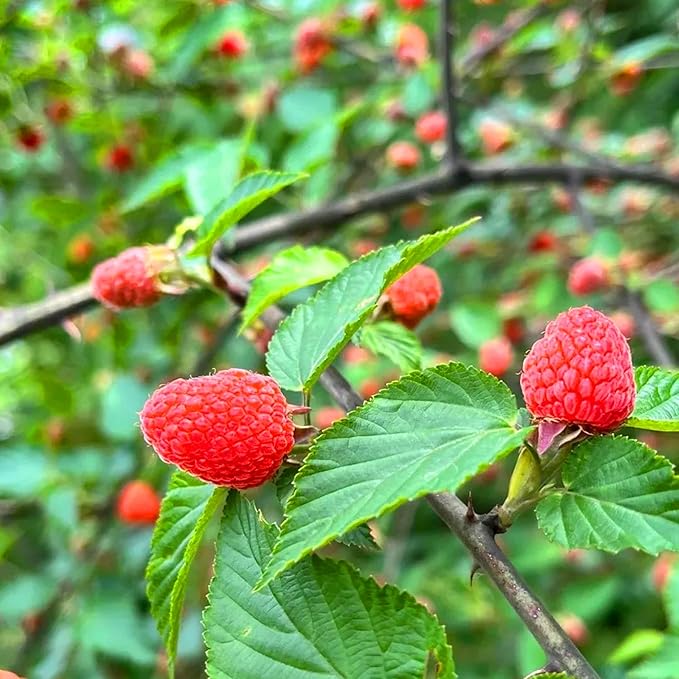 499pcs Mixed Strawberry Cranberry Seeds Kit for Planting (Four Varieties of Strawberries, A Type of Red Berry Seeds), Non-GMO Hardy Plants Fruits Seeds, Home Garden Plants for Outdoors