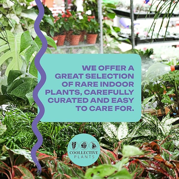Aglaonema Pink Pearl – Live Plant in 4" Grower’s Pot, Easy to Grow Low Maintenance Indoor Houseplant, Pink Plants - Includes UniHeat Pack for Winter Protection